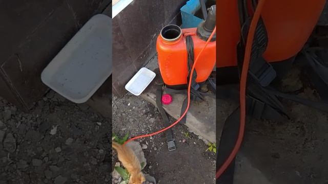 обработка актарой кустарники стоит или нет #актара #обработкакустарников смотреть онлайн