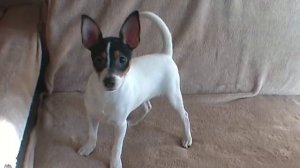 Той фокстерьер 3,5 месяца