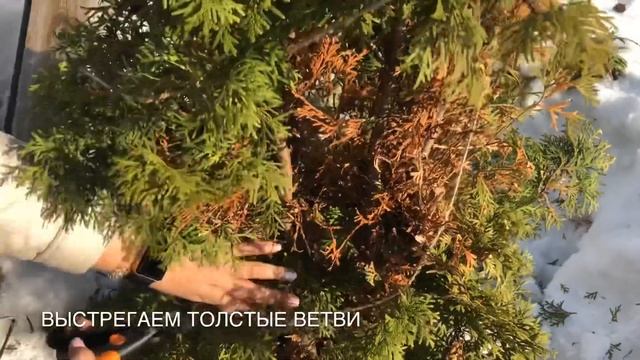 ТОПИАРНАЯ СТРИЖКА / ТУЯ КОЛУМНА/ Формовка туи / Стрижка туи / Спираль из Туи