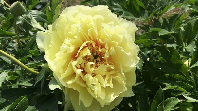 Swenson Gardens! Свенсон сады! смотреть онлайн