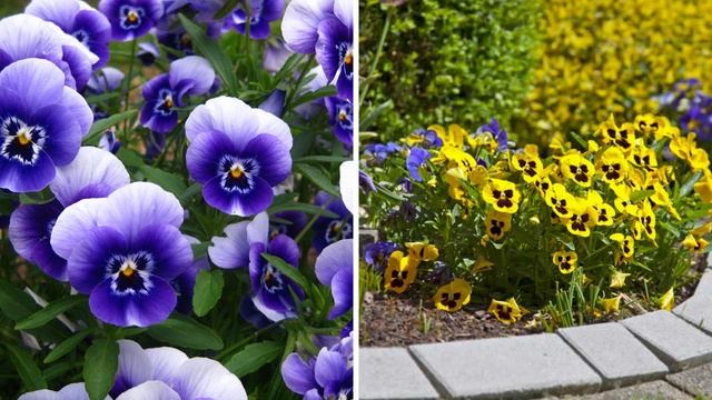 Что посеять в феврале. Посадите эти цветы, они зацветут летом смотреть онлайн