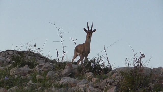 Израиль. Северный округ. Вечерняя прогулка. Газель.