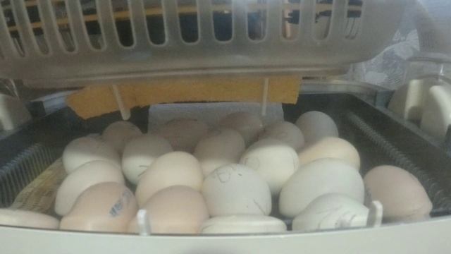 РОЖДЕНИЕ КИТАЙСКИХ ШЁЛКОВЫХ ЦЫПЛЯТ! от яйца до птенца! смотреть онлайн