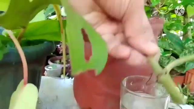 "Malay Gold"or Ceylon Gold/Lemon lime Philodendron?Plant Requirements+Propagation &Care#philodendro смотреть онлайн