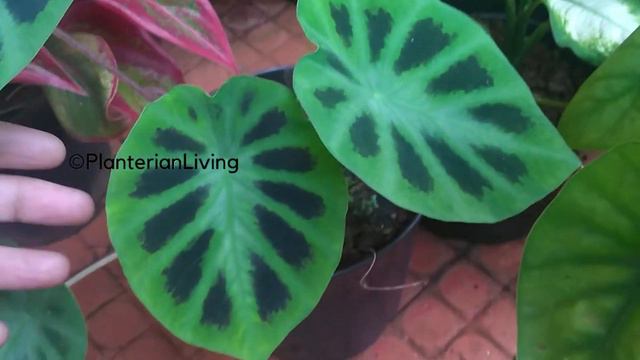Colocasia Affinis Schott, how to grow?,care tips. смотреть онлайн