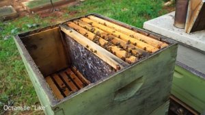 Пасека #84 Отводки Сборные, Как размножить Пчёл | Пчеловодство для начинающих