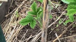 Срочная ОБРАБОТКА МАЛИНЫ от ДИДИМЕЛЛЫ