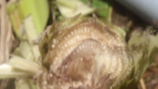 கிட்னிகல்லை வெளியேற்றும் பழங்கால முறை||வாழை குடிநீர்||REMOVE KIDNEY STONE BANANA WATER смотреть онлайн