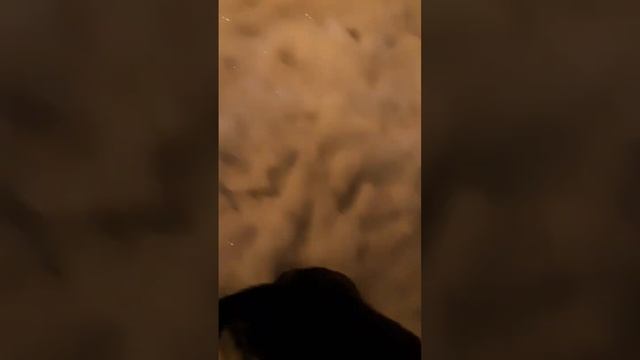 Режутся зубы у щенка смотреть онлайн