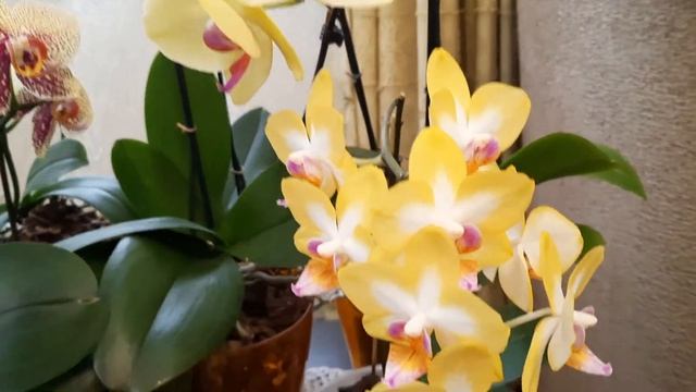 Солнечная полянка моих цветущих орхидей! смотреть онлайн