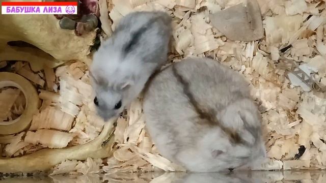 #Хомяк Лиза ☺️