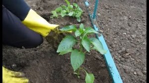 ПОСЕВ СЕМЯН Перец сладкий Аристотель