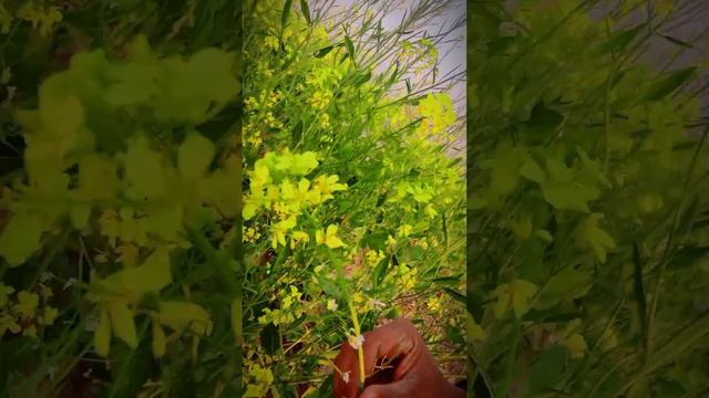 Humra Burang Kahrab Ho Giea😱😱|Beautiful Village|First Vilog| смотреть онлайн