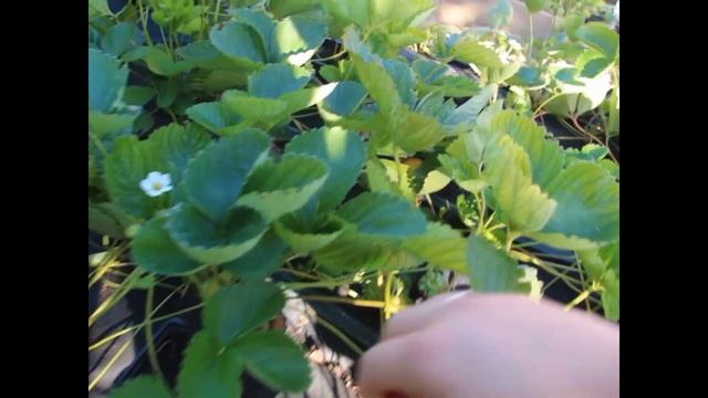 Клубника Капри (земляника НСД) вторая волна плодоношения 2018г смотреть онлайн