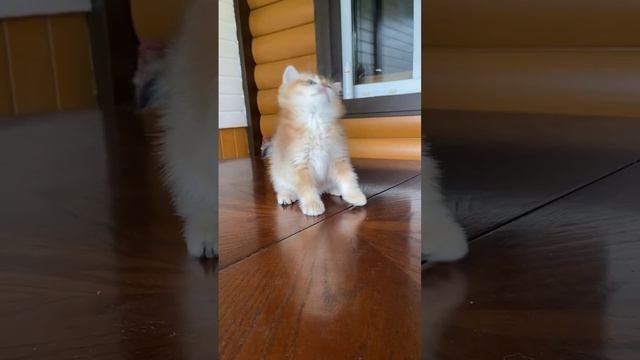 Продажа британских котят золотая шиншилла ##britishcat@#золотаяшиншилла #catsofinstagram#котенок смотреть онлайн