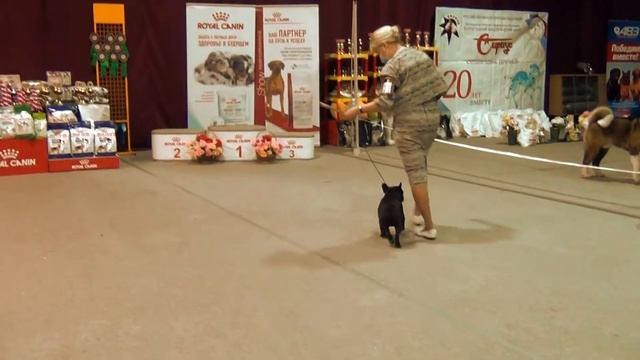 Выставка собак Волгоград 28.03.2021. Эксперты Пирогова Ираида и Родина Инесса. Французские бульдоги смотреть онлайн