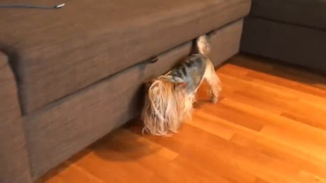 Домашний влог с йорками. Купаемся, чистим зубки смотреть онлайн