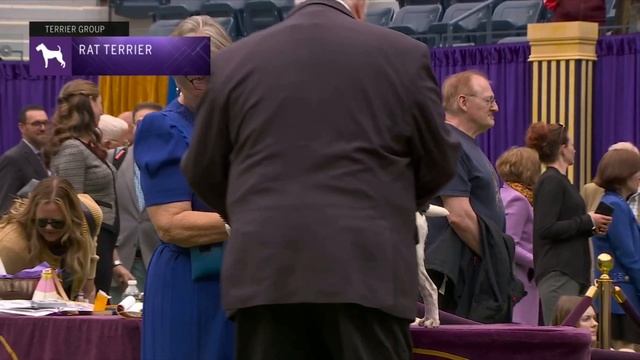 Rat Terriers | Breed Judging 2023 смотреть онлайн