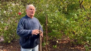 Черноплодная рябина - посадка, уход, полезные свойства