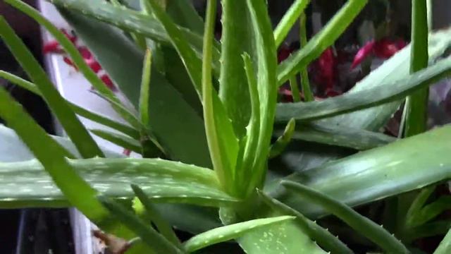 Aloe Vera Plant Matures to an Adult #AZVlogger [Day 90] #LifeInAZ смотреть онлайн