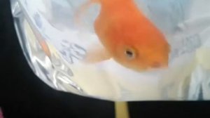 У меня новый питомец!? | I have a new pet !?
