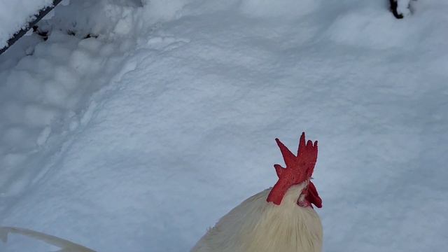 Реакция петуха на снег! смотреть онлайн