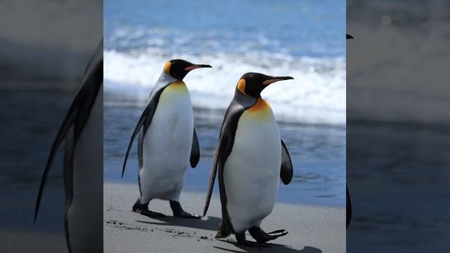 САМЫЕ ИНТЕРЕСНЫЕ ФАКТЫ ПРО ПИНГВИНОВ! (Познавательное видео для детей с Енотом Почемучкой). смотреть онлайн