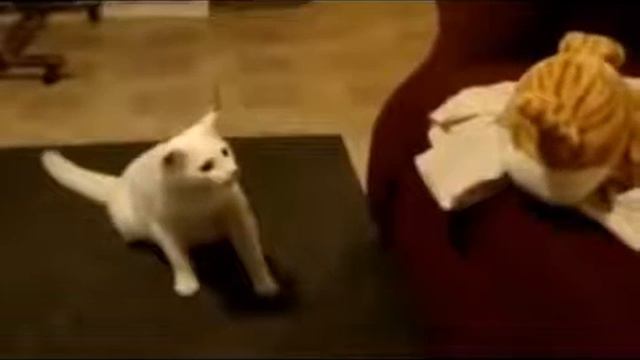 Приколы с Животными! Смешные кошки за рулем! Смешные Животные смотреть онлайн
