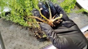 как легко размножить папоротник/пересадка нефролеписа