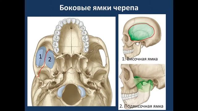 Общая анатомия черепа. 04.10.21 - 14:15 смотреть онлайн