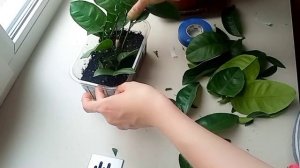 Как вырастить плодоносящий лимон. Лимонное дерево дома самый лёгкий способ.