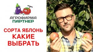 СОРТА ЯБЛОНЬ. КАКИЕ ВЫБРАТЬ?