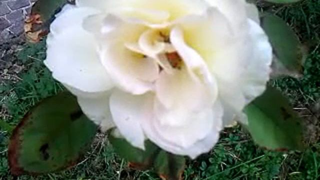 ROSA BIANCA MADAME HARDY смотреть онлайн