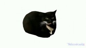 MAXWELL CAT (REMIX) | МАКСВЕЛЛ КОТ (РЕМИКС) | ТАНЕЦ | DANCE | РЕМИКС | РАССЛАБЬСЯ | МУЗЫКА | ТОП