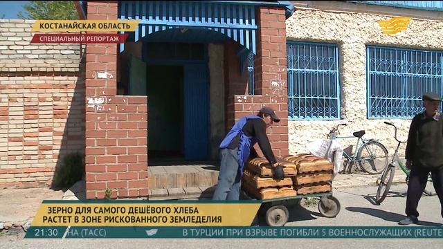 Зерно для самого дешевого хлеба растет в зоне рискованного земледелия смотреть онлайн