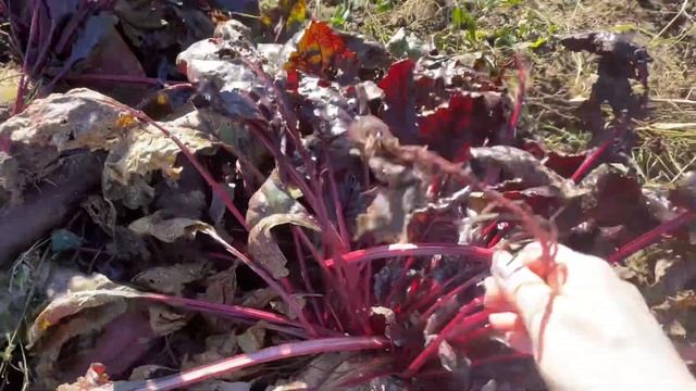 Процент яйценоскости кур несушек не считаю Яйца есть круглый год смотреть онлайн