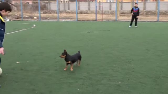 Собака обыграла футболиста) смотреть онлайн
