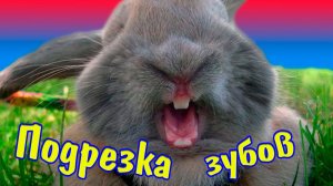Что делать если у кролика растут зубы резцы (Подстричь зубы кролика)