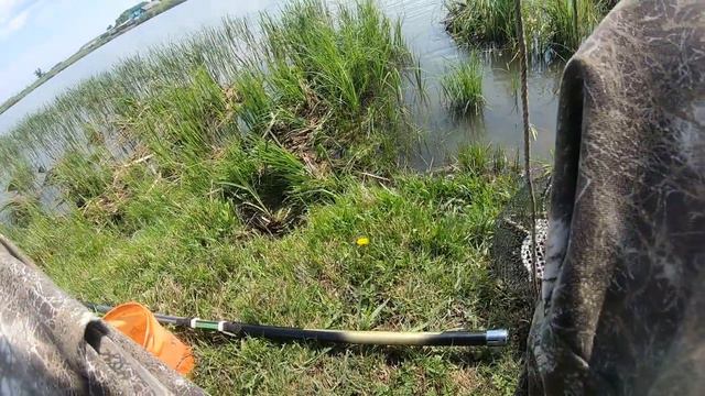 КАРАСИ на ПОПЛАВОК! Адреналин КОЛХОЗНЫЙ ПЛЕМЕННОЙ бык! БЫКА зовут - Миша! смотреть онлайн