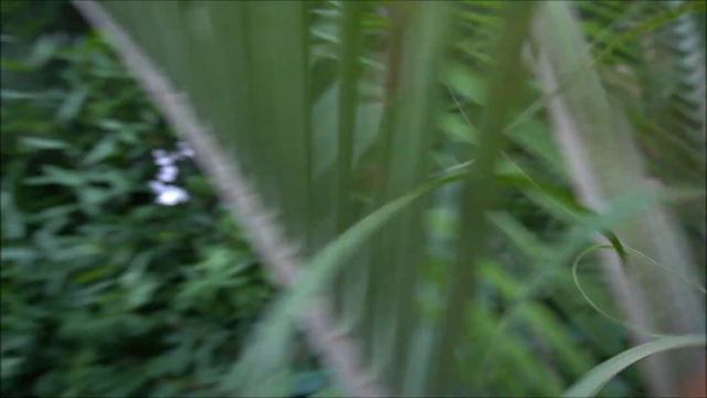 Palma Sabal Palmetto i palma trójkątna Dypsis Decaryi! смотреть онлайн