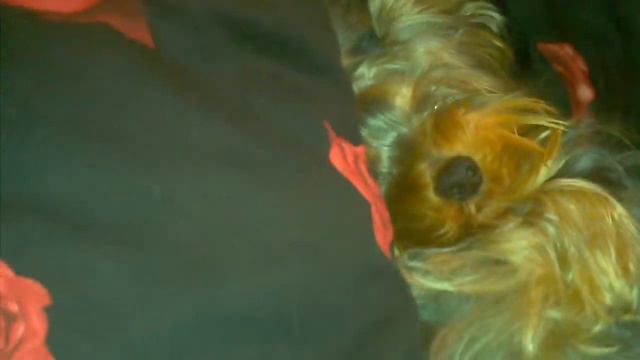 Йорк спит на спине, наглеша Oskar Higgens устал смотреть онлайн