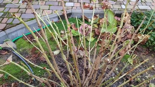 Гортензия крупнолистная (лат. Hydrangea macrophylla) Blue Sensation. Подготовка к зиме. смотреть онлайн
