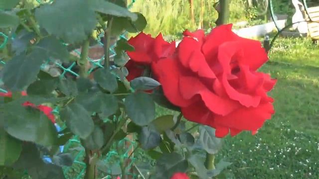 ТОП--7 ЭФФЕКТНЫХ ПЛЕТИСТЫХ РОЗ в моем саду. смотреть онлайн