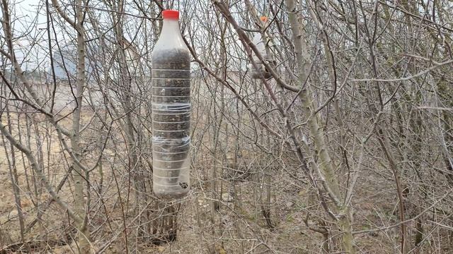 Столовая для птиц | Синицы | Лазоревки | Воробьи | Накормим птиц зимой | 17 апреля 2023 смотреть онлайн