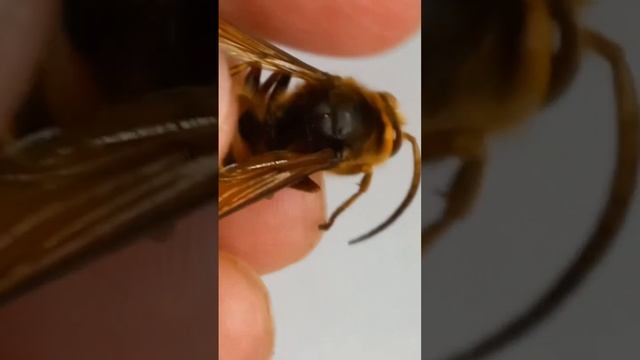 Who is This Big Wasp in My Hands? Why Wasp Does Not Sting Me? смотреть онлайн