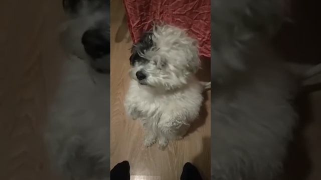 Самая милая собака в мире! 0+ смотреть онлайн