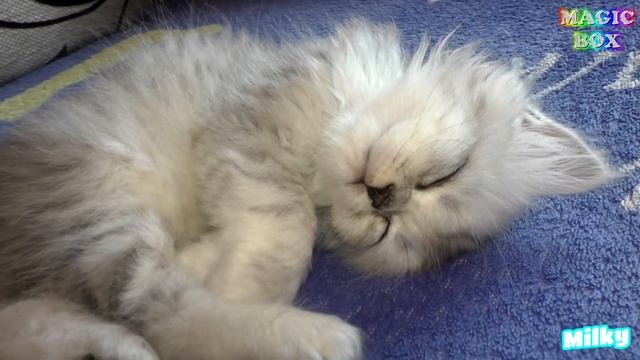 Британский котенок Милки спит смотреть онлайн