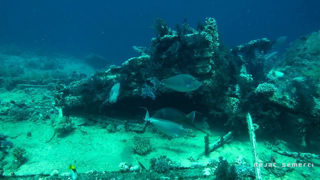 Diving in Sharm el-Sheikh / EGYPT смотреть онлайн