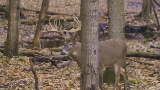 World Class Trophy Whitetail Hunting - Arrowhead Lodge смотреть онлайн