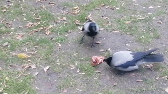 Молодая самка вороны оказалась смелее самцов \ Young female crow Smalls is braver than some males смотреть онлайн